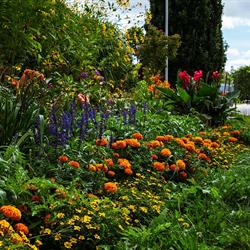 Commemorative Flower Beds